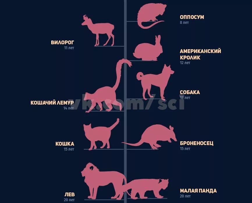 Сколько живут. Продолжительности жизни, беременности животных таблица. Продолжительность жизни животных. Животные кто сколько живет. Продолжительность жизни различных животных.