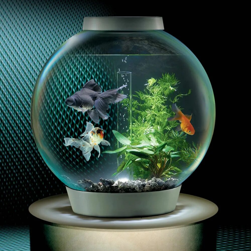 Аквариум (Fish Tank) 2009. Акваскейп макропод. Рыбка петушок акваскейп. Круглый аквариум. Рыбам нужен воздух