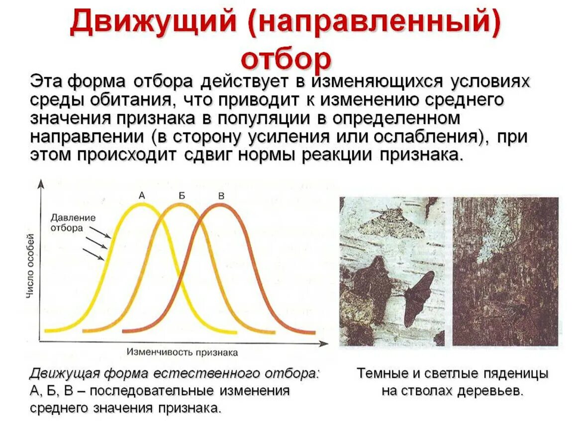 Диаграммы форм естественного отбора. Формы естественного отбора движущий и стабилизирующий. Формы отбора движущий стабилизирующий дизруптивный. Движущая форма отбора. Приведите примеры изменений условий среды