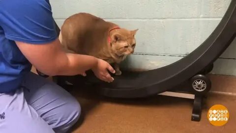 Как похудеть коту