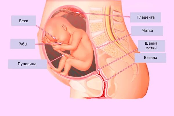 Ребенок в животе схема. Расположение ребенка. Плод на 26 неделе беременности.