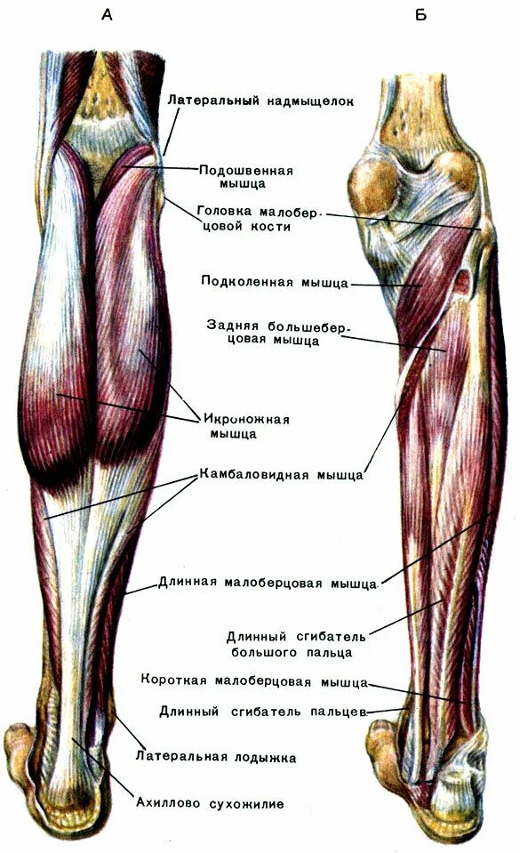 Связка называться. Задние поверхностные мышцы голени. Мышцы большеберцовой кости анатомия. Анатомия голени мышцы связки сухожилия. Мышцы голени передняя задняя латеральная группа.