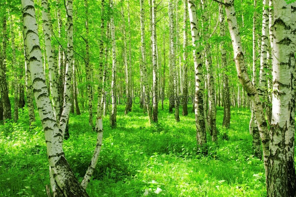 лес березы. русский лес березовая роща. лесная чаща березовая роща. березовая роща иркутск. берёзовая роща красноуфимск.