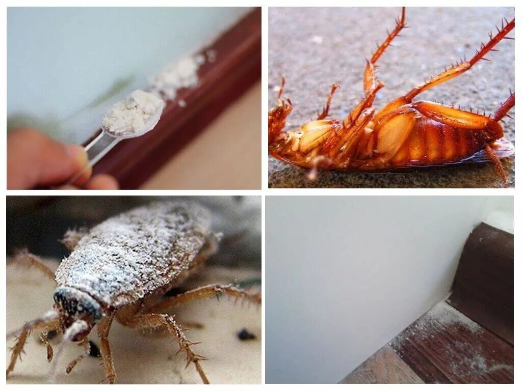Средства борьбы с тараканами в квартире. Борная кислота против тараканов. Избавление от тараканов в квартире. Клопы и тараканы в квартире.