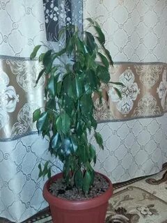 Фикус опустил листья