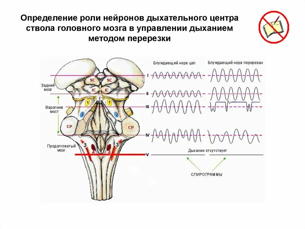 Дыхательные центры ствола головного мозга. Дыхательный центр ствола головного мозга физиология. Локализация респираторных нейронов в стволе мозга схема. Локализация дыхательных нейронов в стволе мозга.