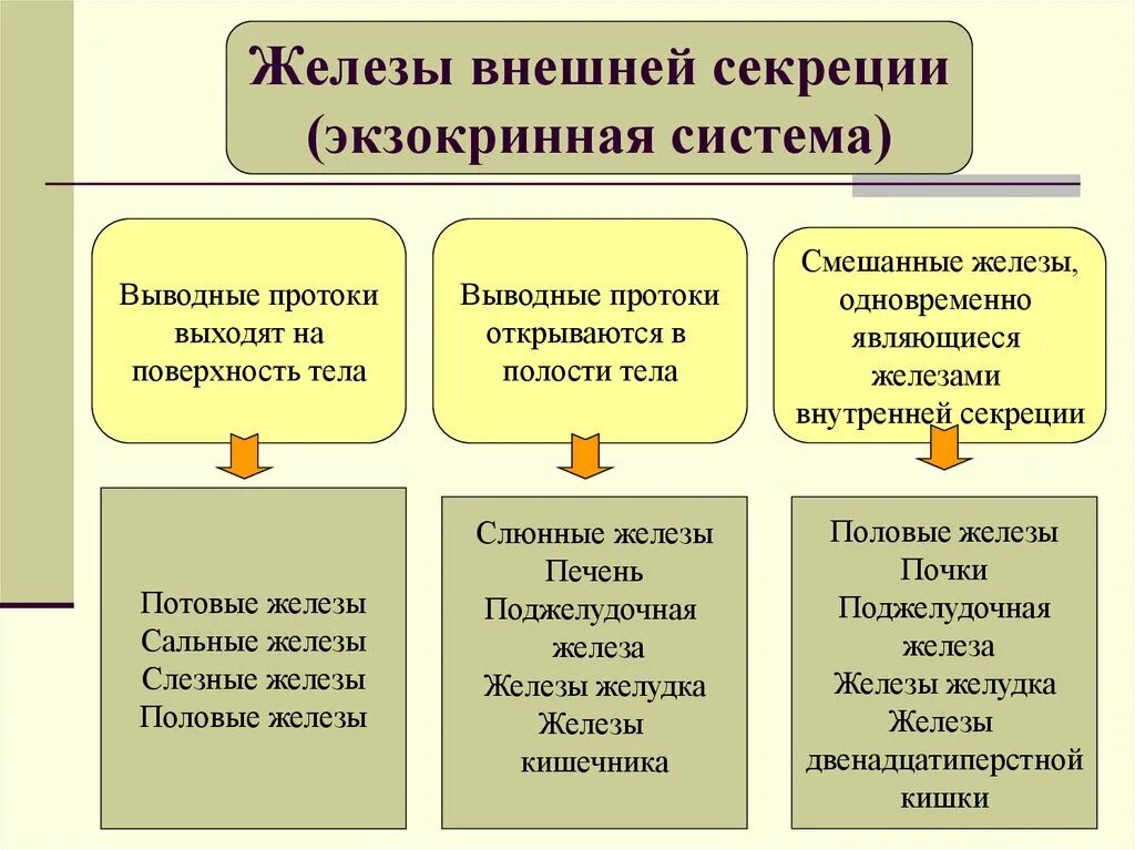 Железы внешней внутренней и смешанной секреции. Железы внешней секреции 8 класс биология. Эндокринная система внешней секреции. Характеристика желез внешней секреции.