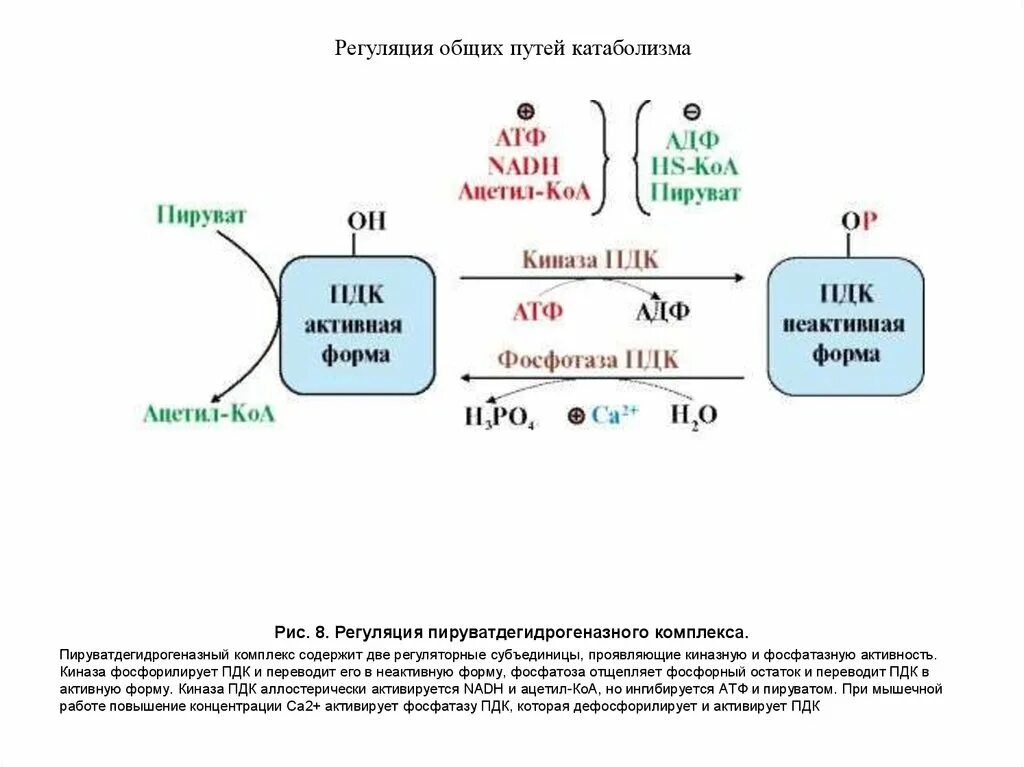 Пируват атф. Регуляция пируватдегидрогеназного комплекса биохимия. Регуляция активности пируватдегидрогеназного комплекса. Общий путь катаболизма. Связь катаболизма и синтеза АТФ.. Регуляция общего пути катаболизма биохимия.