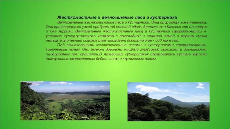 Природные зоны Африки 7 класс жестколистные леса и кустарники Африки. Африка субтропические вечнозеленые жестколистные леса. Природная зона жестколистных вечнозеленых лесов. Природная зона Евразии жестколистные и вечнозелёные.