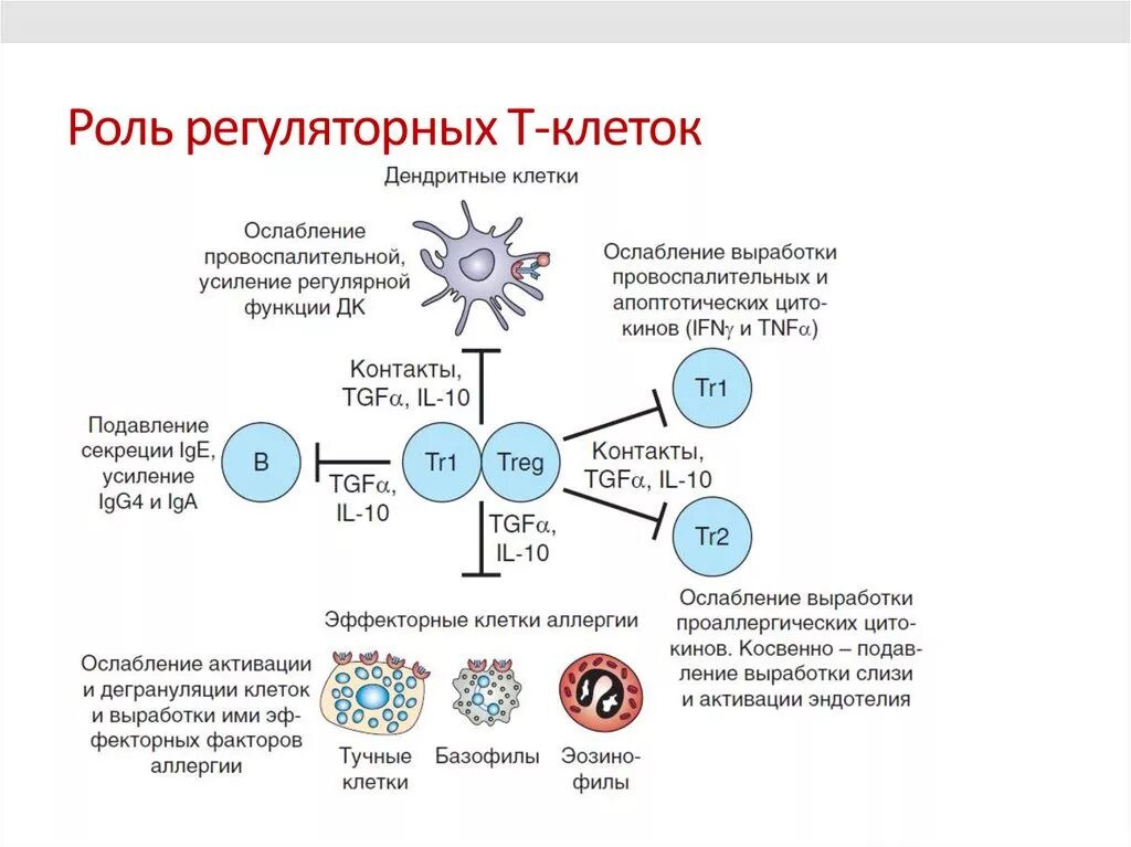 Т клетки функции