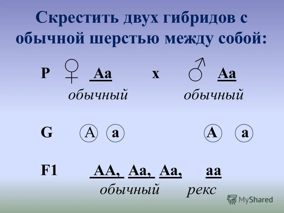 анализирующее скрещивание менделя. аа х аа скрещивание. аа аа биология скрещивание. нализирующее скрещивани. анализирующее скрещивание пример.