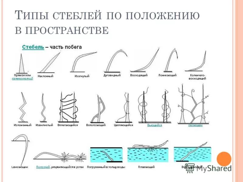 Положение стебля. Разнообразие стеблей по положению в пространстве. положение стебля в пространстве. типы стеблей растений. стебель по положению.