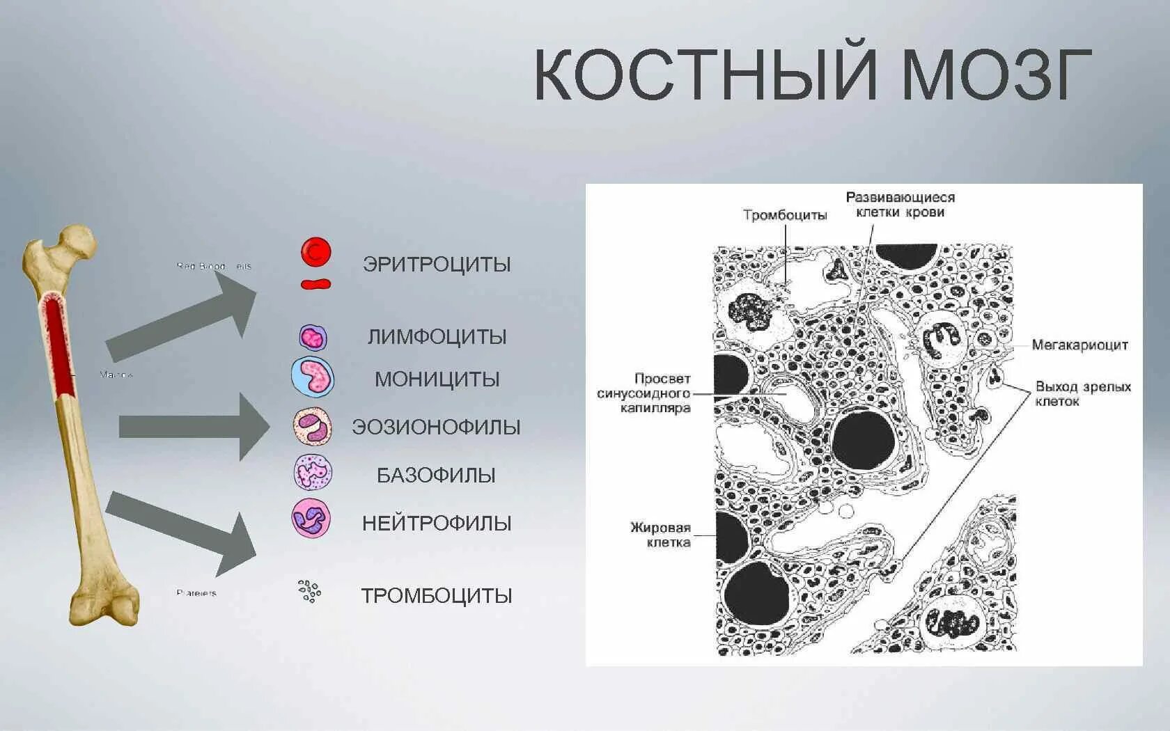 Костный мозг где находится. Функции костного мозга в иммунной системе. Красный костный мозг иммунология. Красный костный мозг иммунная система мозг. Красный костный мозг иммунная система строение.