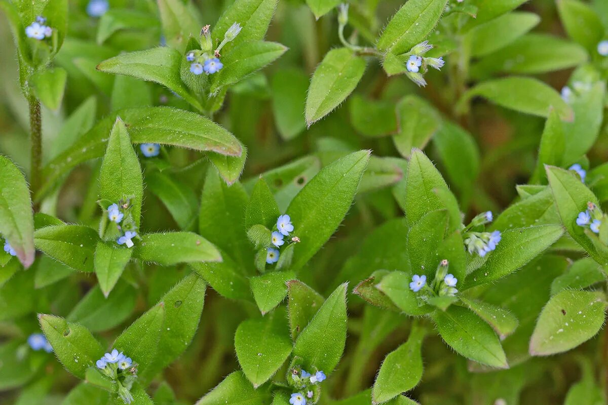 Незабудка ползучая. Незабудка редкоцветковая. Myosotis sparsiflora. Незабудка Полевая сорняк. Незабудка похожие