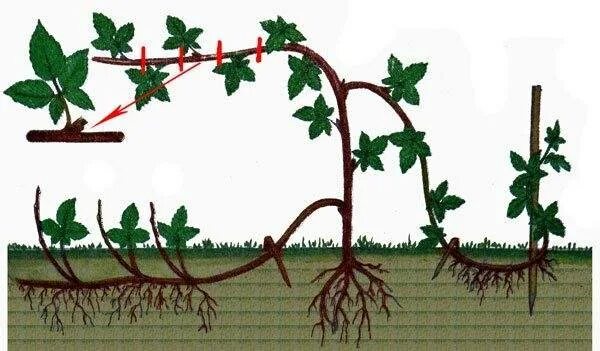 Размножение ежевики черенкованием. Размножение ежевики отводками. Ежевика отростки. Ежевика отводками. Черенкование ежевики осенью.
