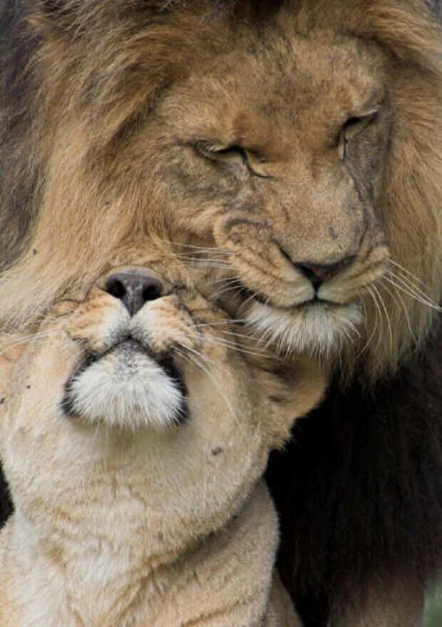 Фотосессия со львом. Я со львом. Фотосессия со львом. Львы любовь. Девочка и лев.