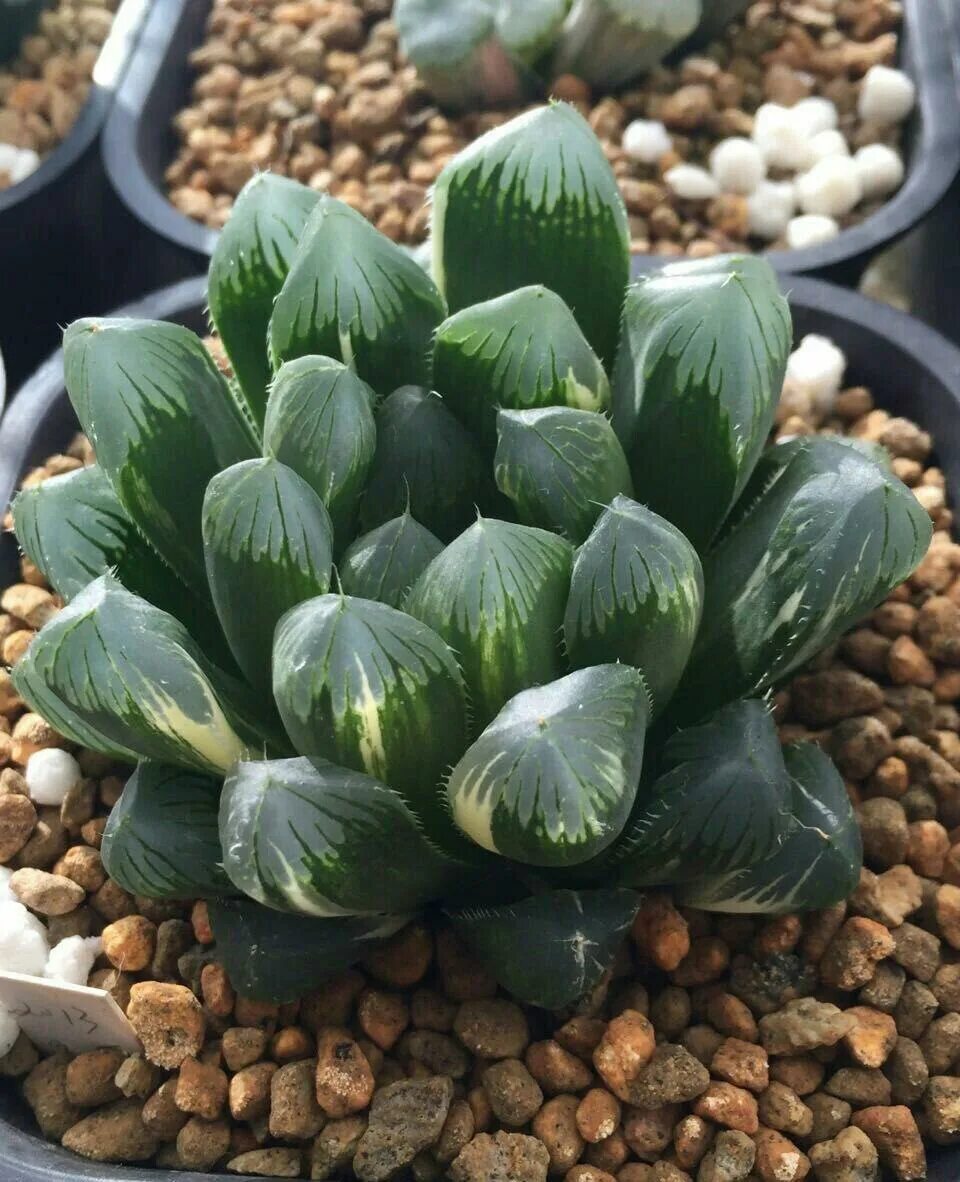 Haworthia obtusa. Haworthia cooperi var. Хавортия обтуза. Хавортия купера трунката. Хавортия обтуза.