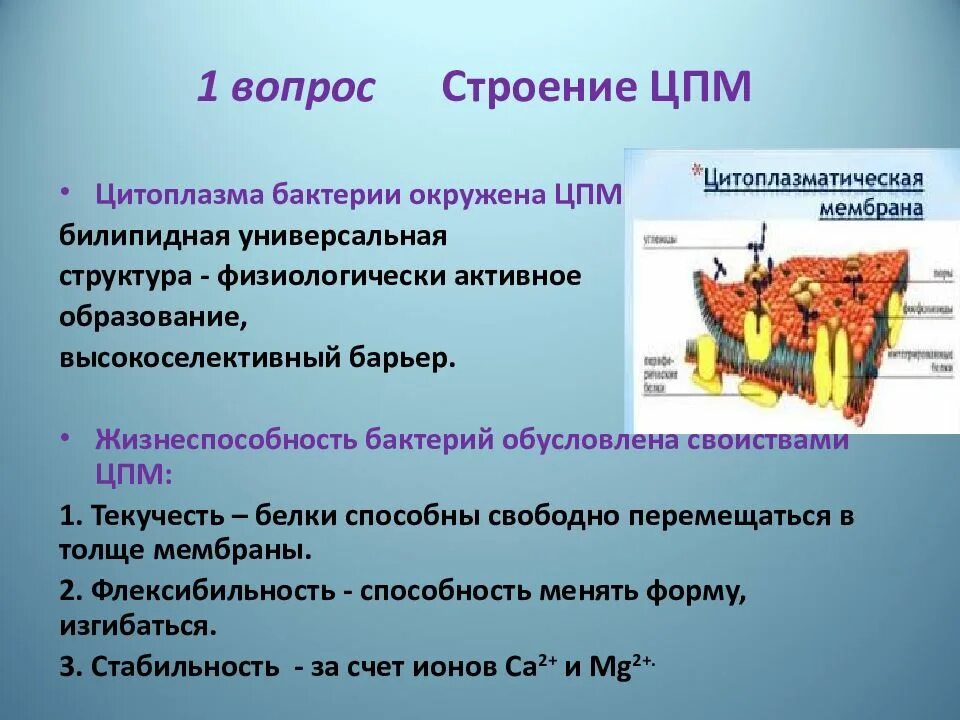 Цитоплазматическая мембрана строение и функции. Функции наружной цитоплазматической мембраны. структура и функции цитоплазматической мембраны. строение цитоплазматической мембраны и ее функции кратко.