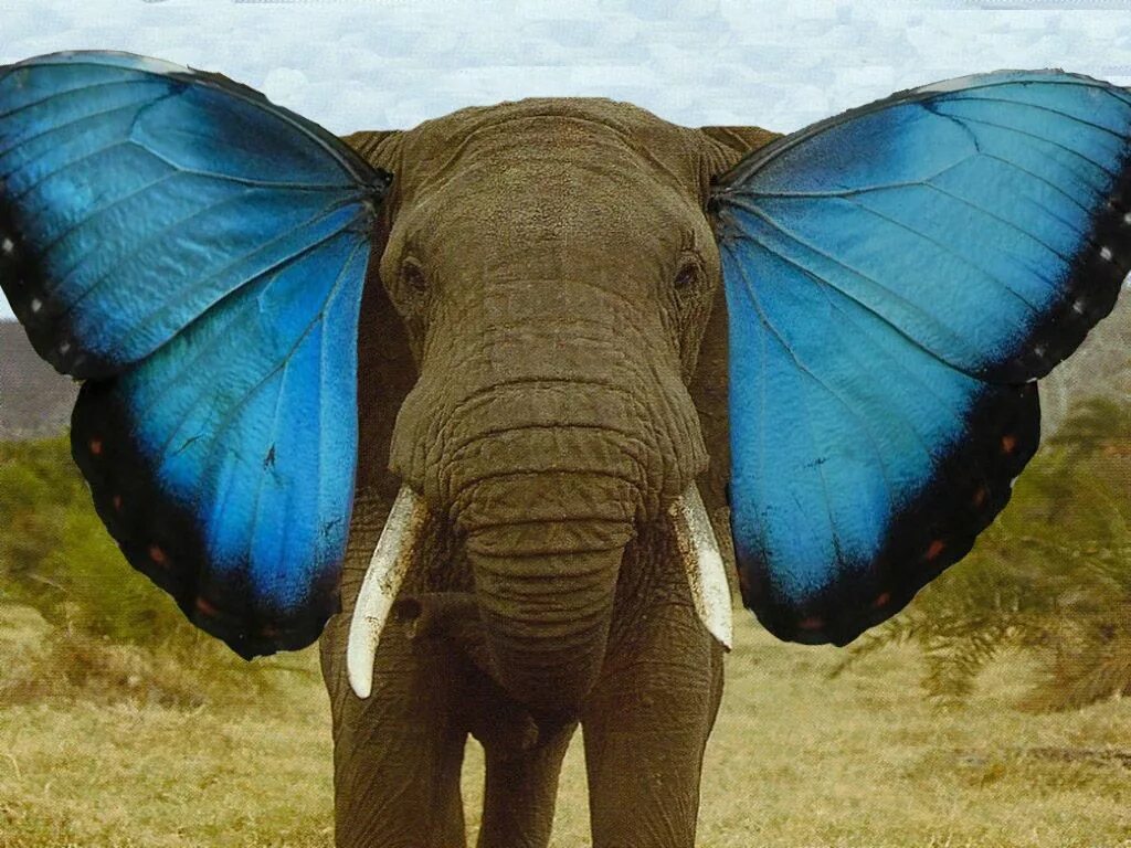 Elephant butterfly. Уши слона. Слон бабочка. Слон симметрия. Слоновья бабочка.