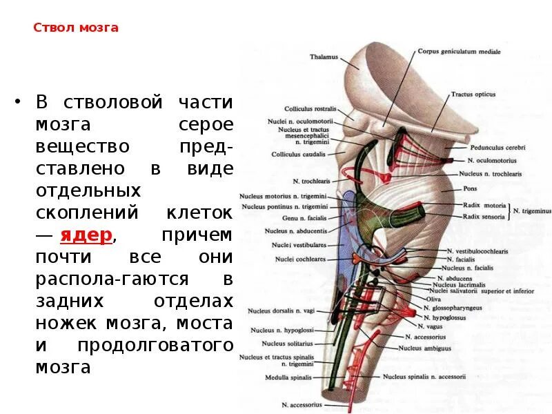 Структура и функции ствола мозга. Ствол мозга строение и функции. Ствол мозга продолговатый мозг строение и функции. Структуры, составляющие ствол мозга.. Внутреннее строение ствола мозга.