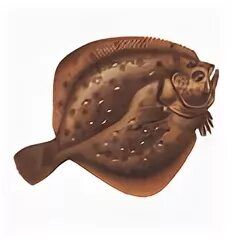 Камбала. Американская камбала. Камбала черноморская. Палтус рыба синекорый. Камбала черноморская.