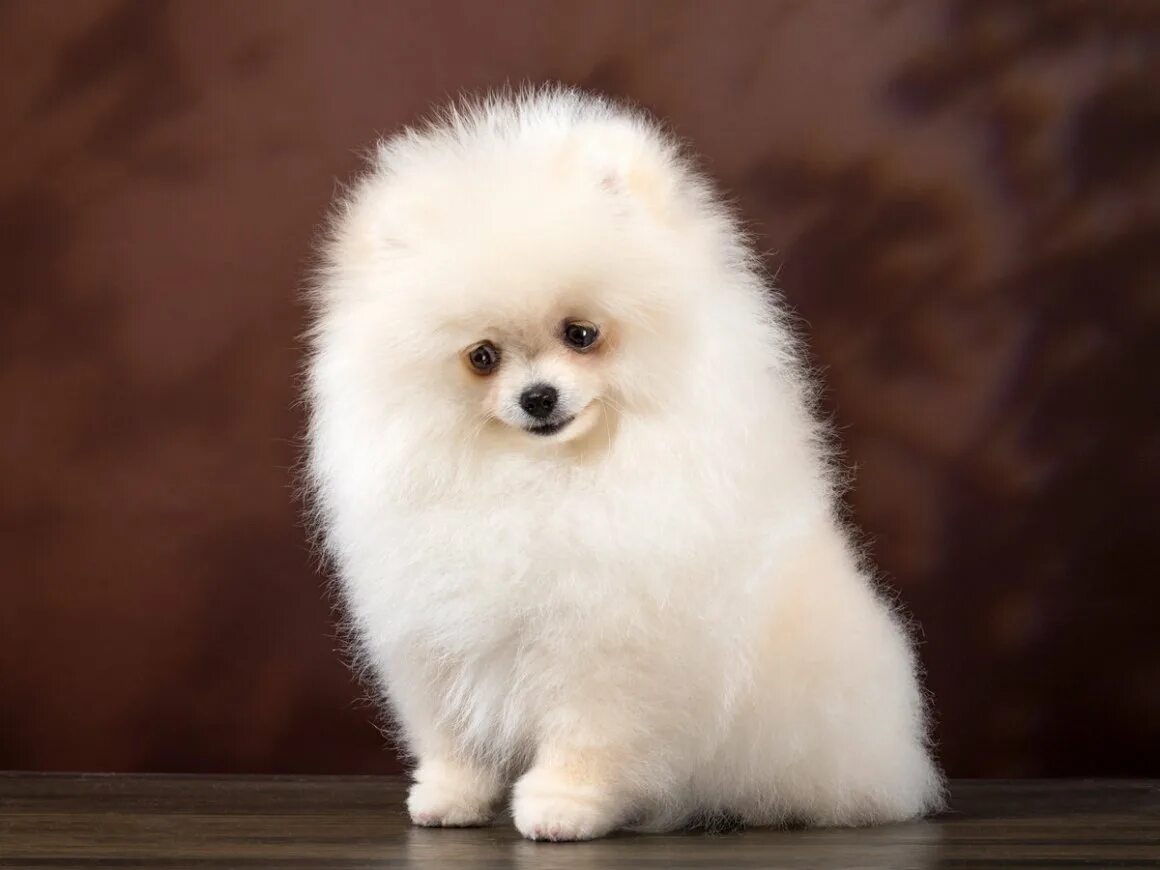 Видео видео шпицев. Шпиц померанец. Шпиц видео. Шпиц видео. Шпиц померанский карликовый белый.