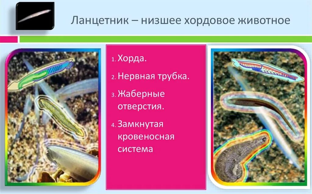 Выберите хордовых животных. Выберите хордовых животных
