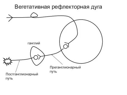 Вегетативный рефлекс схема