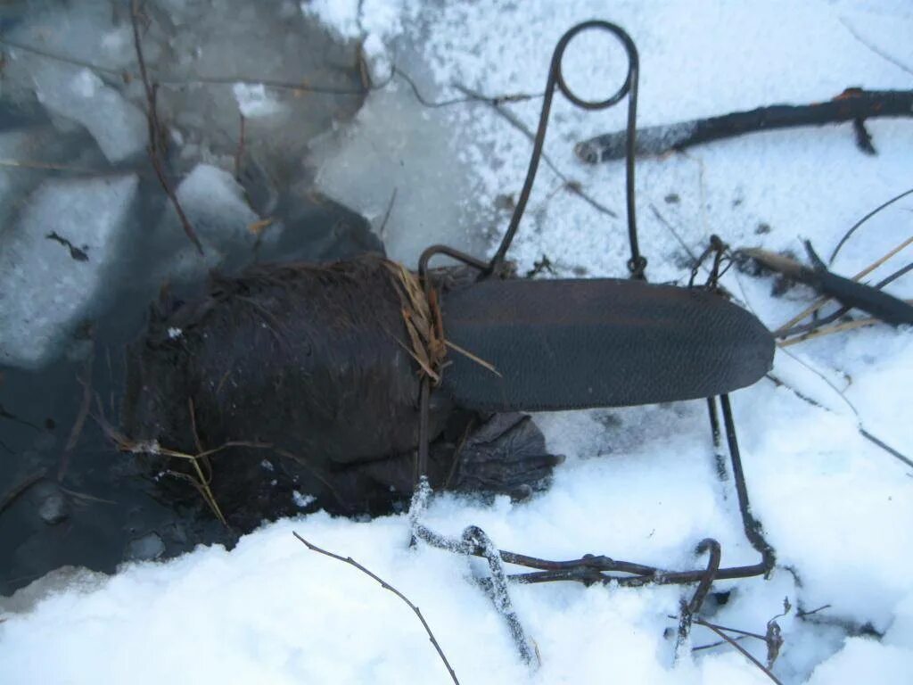 Охота на бобра капканами 2020. Охота на бобров с капканами. Капканный промысел бобра. Охота на бобра ногозахватывающими капканами. Бобр на капкан зимой.