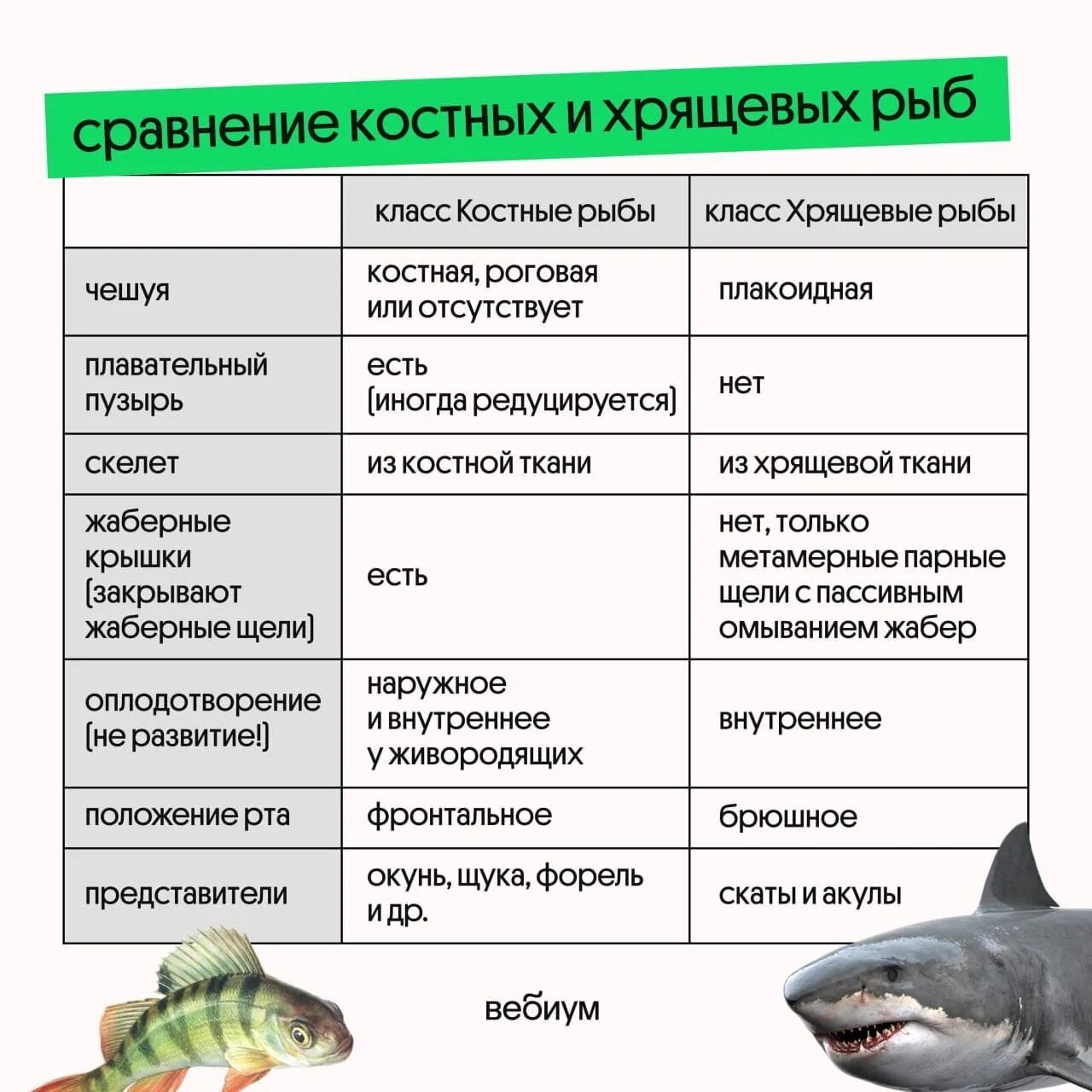 Костно-хрящевые рыбы представители. Сравнительная характеристика хрящевых и костных рыб. Класс костные рыбы. Класс хрящевые и костные рыбы таблица. Какое оплодотворение характерно для костных рыб