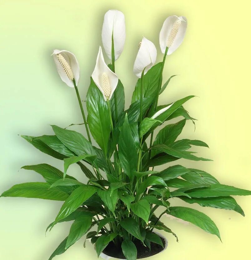 Спатифиллум. Спатифиллум wallisii. Спатифиллум Уоллиса. Spathiphyllum wallisii цветок. Секрет спатифиллума