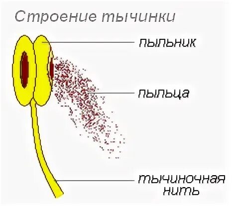 Строение тычинки и пыльцы. Строение тычинки пыльника и пыльцы. Строение тычинки и пыльцевого зерна. Тычинка строение пыльник ботаника.