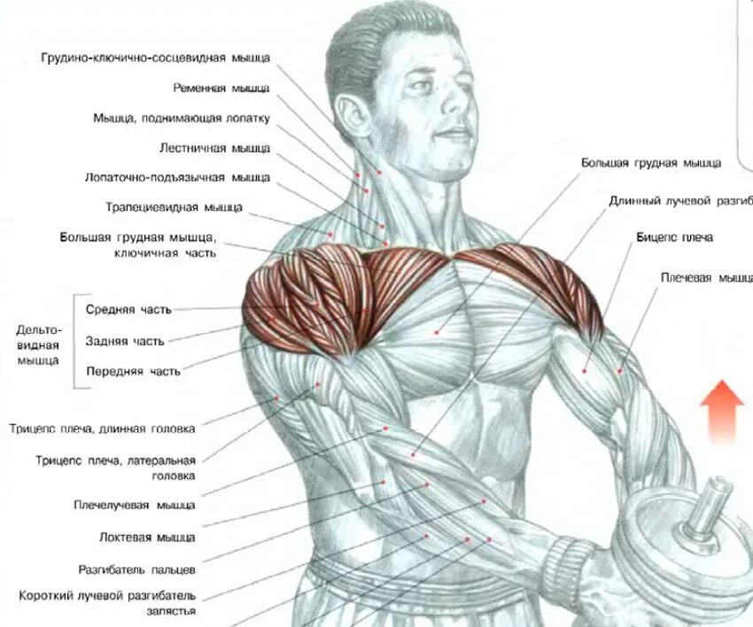 Передняя дельта с гантелями. Подъем гантелей перед собой передняя Дельта. Упражнения для прокачки мышц плеча. Занятия для дельтовидной мышцы плеча.