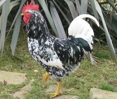 Курица пила