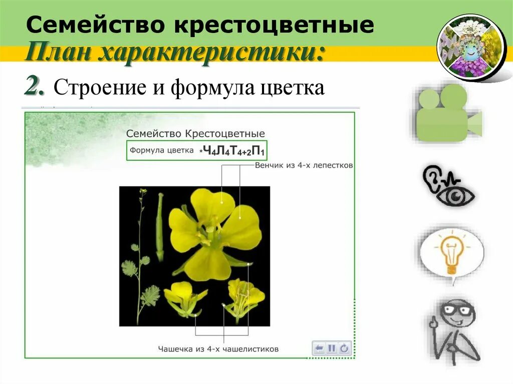 Венчик крестоцветные. Семейство крестоцветные формула цветка 6. Крестоцветные строение цветка формула. Строение цветка крестоцветных. Формула цветка крестоцветных 6 класс.