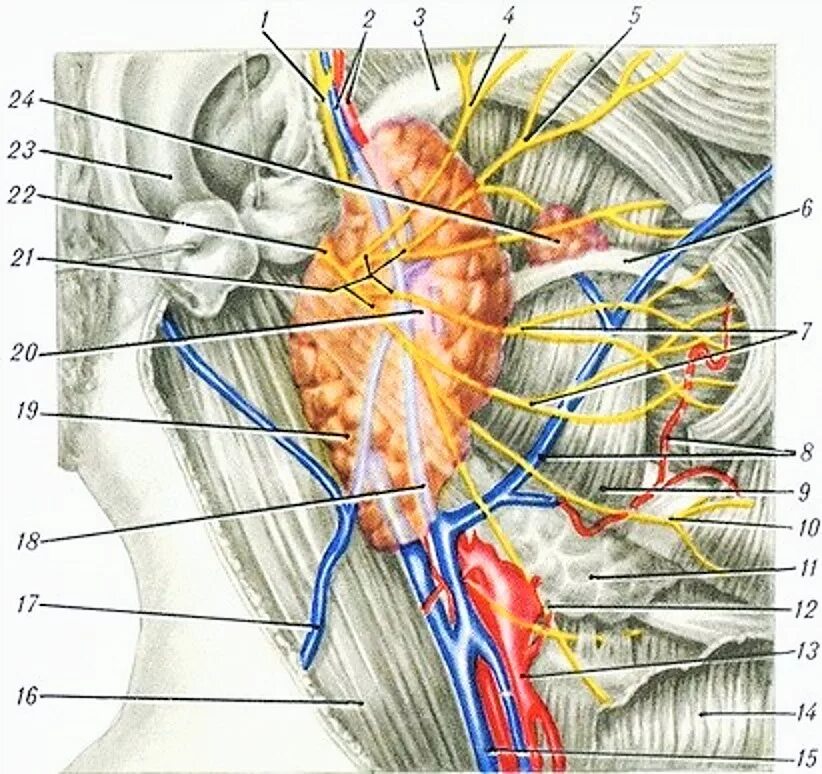 Околоушная слюнная железа анатомия топография. Иннервация слюнных желез анатомия. Топография околоушной железы. Иннервация околоушной железы. Околоушная железа нерв
