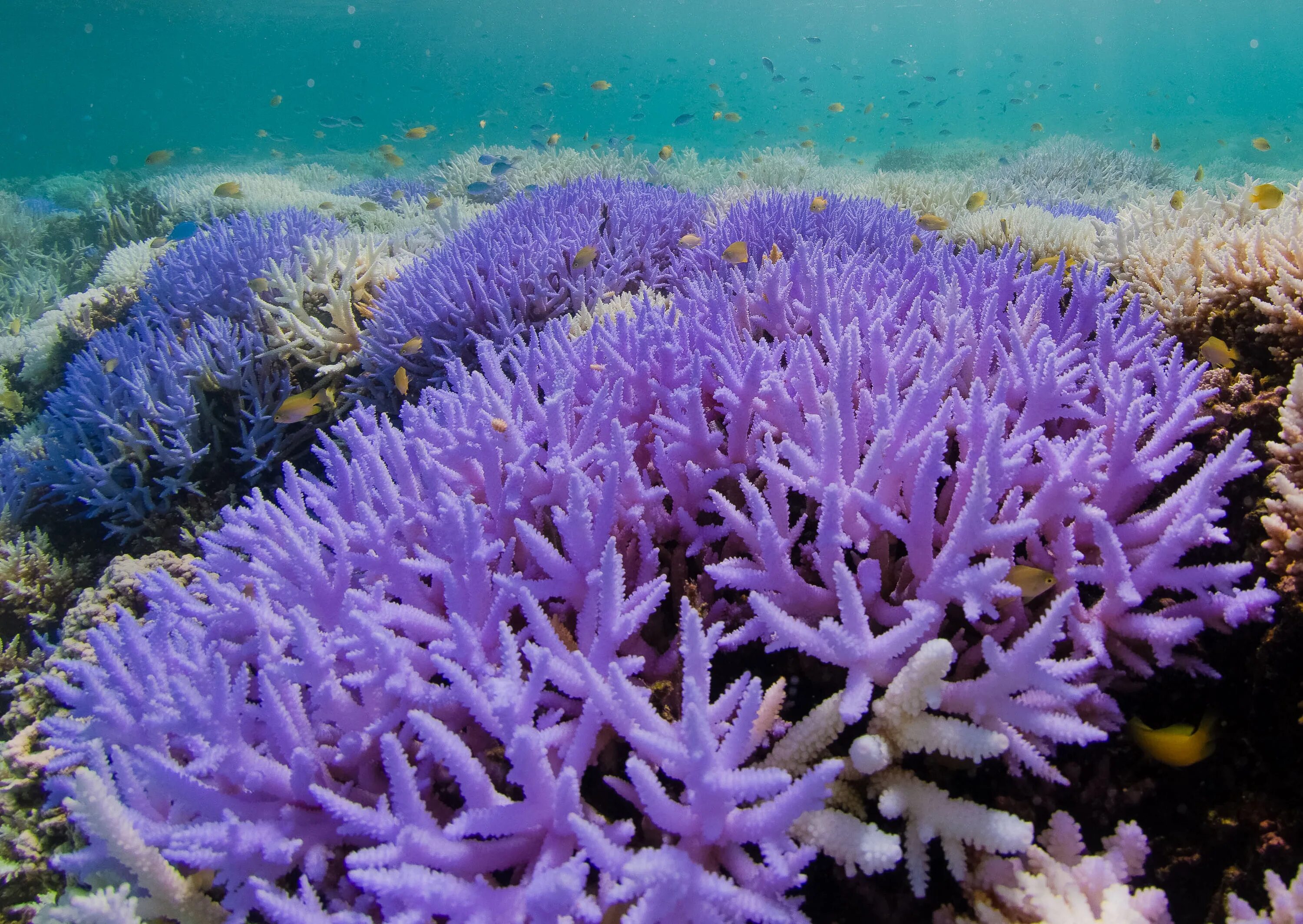 El coral. Коралловые полипы Акропора. Коралловые полипы рифы. Коралловые полипы (Anthozoa). Красный коралл Кишечнополостные.