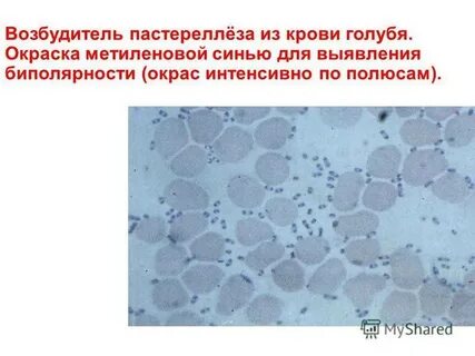 Возбудитель крс