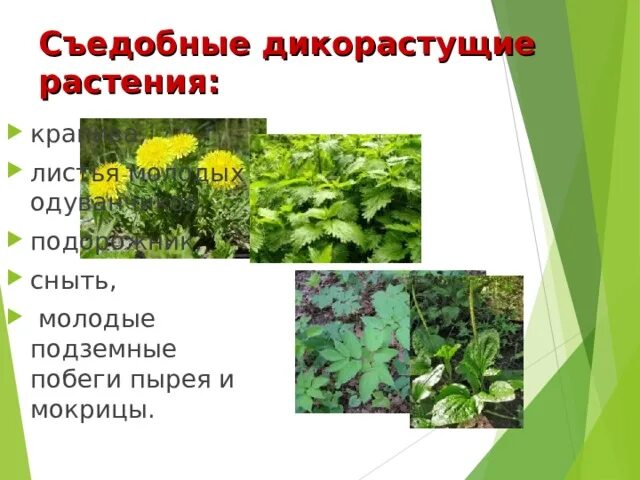 Дикорастущие растения сообщение 6 класс. Съедобные дикорастущие растения. пищевые дикорастущие растения. дикорастущие растения подорожник.