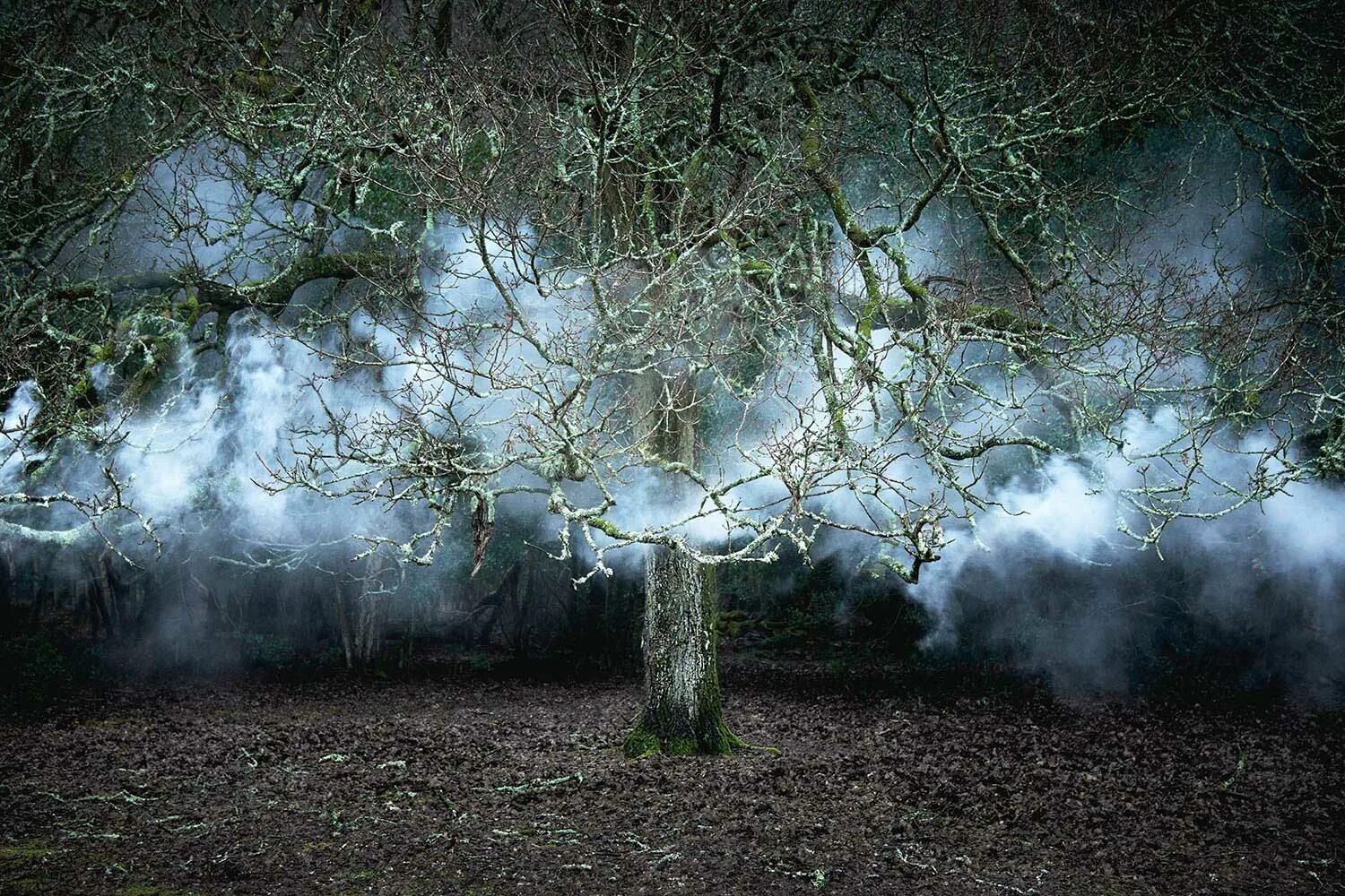 Between the trees