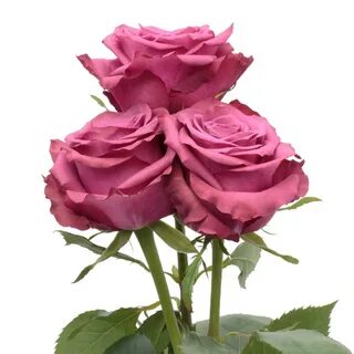 Answer rose