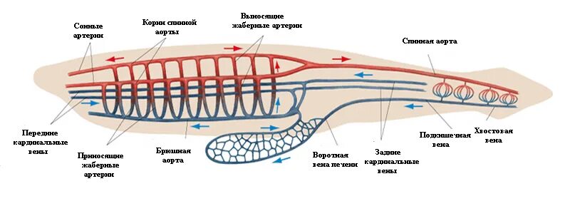 Кровеносная система ланцетника. Схема кровеносной системы ланцетника. Строение кровеносной системы ланцетника. Схема строения кровеносной системы ланцетника. Класс рыбы круги кровообращения