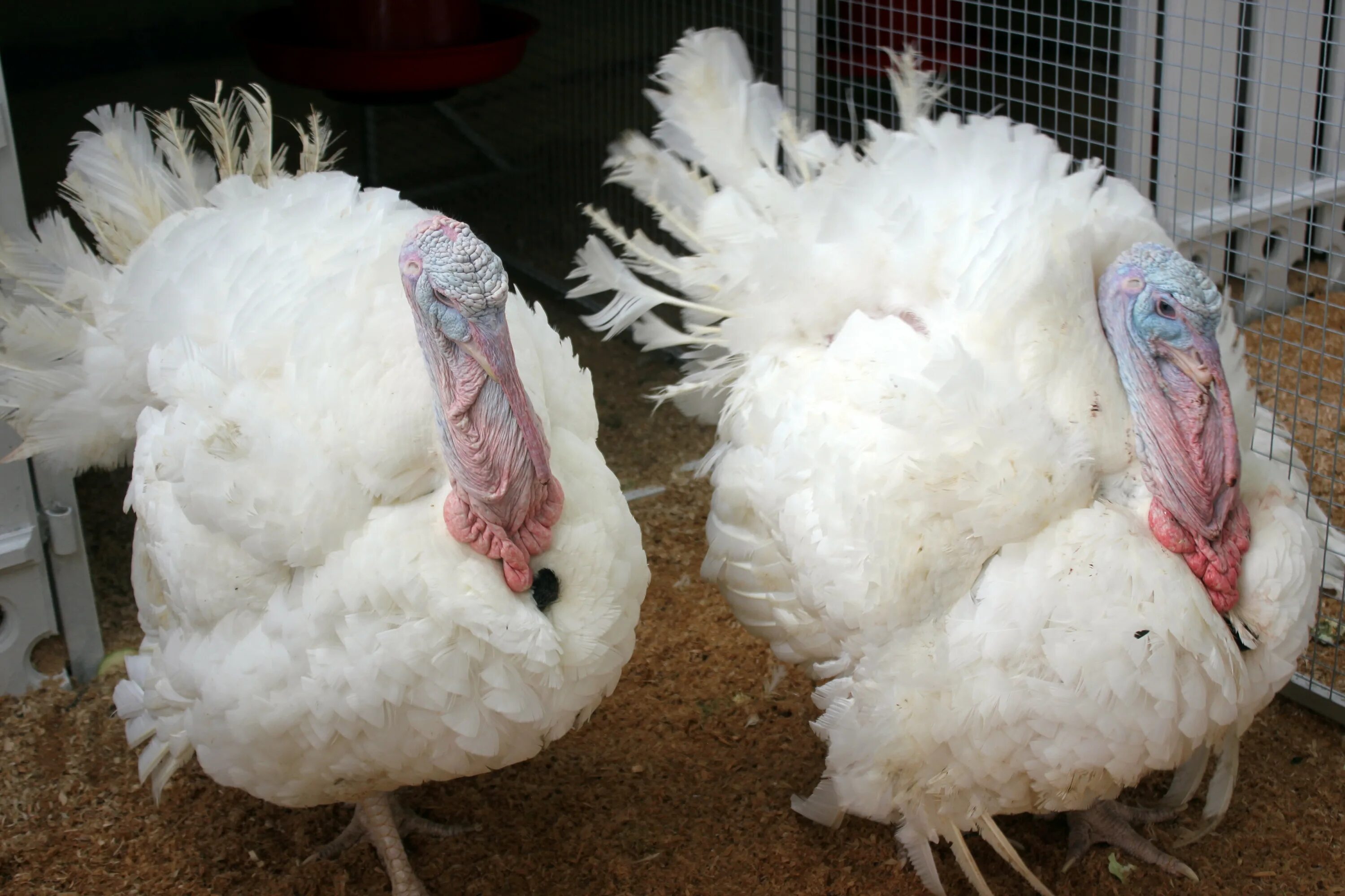 Индюк индюшка и индюшонок. Индюки бронза широкогрудые. Хейдбрид канада идюшата. Индюк сибирский. Бройлерные индюки.