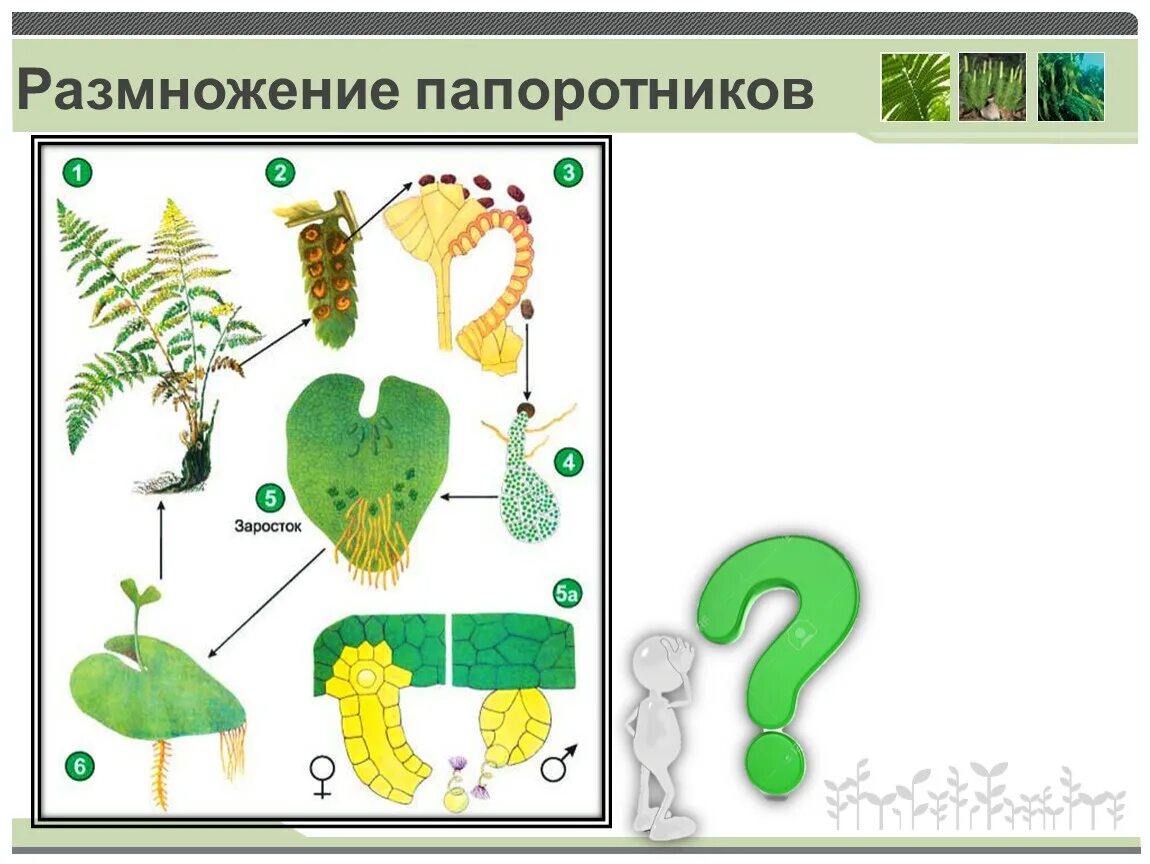 Урок размножение 6 класс. Размножение папоротника 6 класс Пасечник. Размножение споровых растений. Схема размножения споровых растений. Размножение папоротников схема.