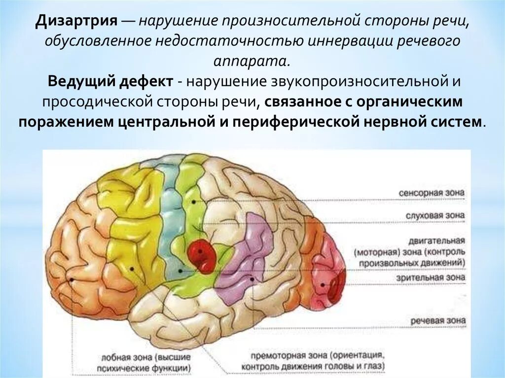 Зоны восприятия мозга