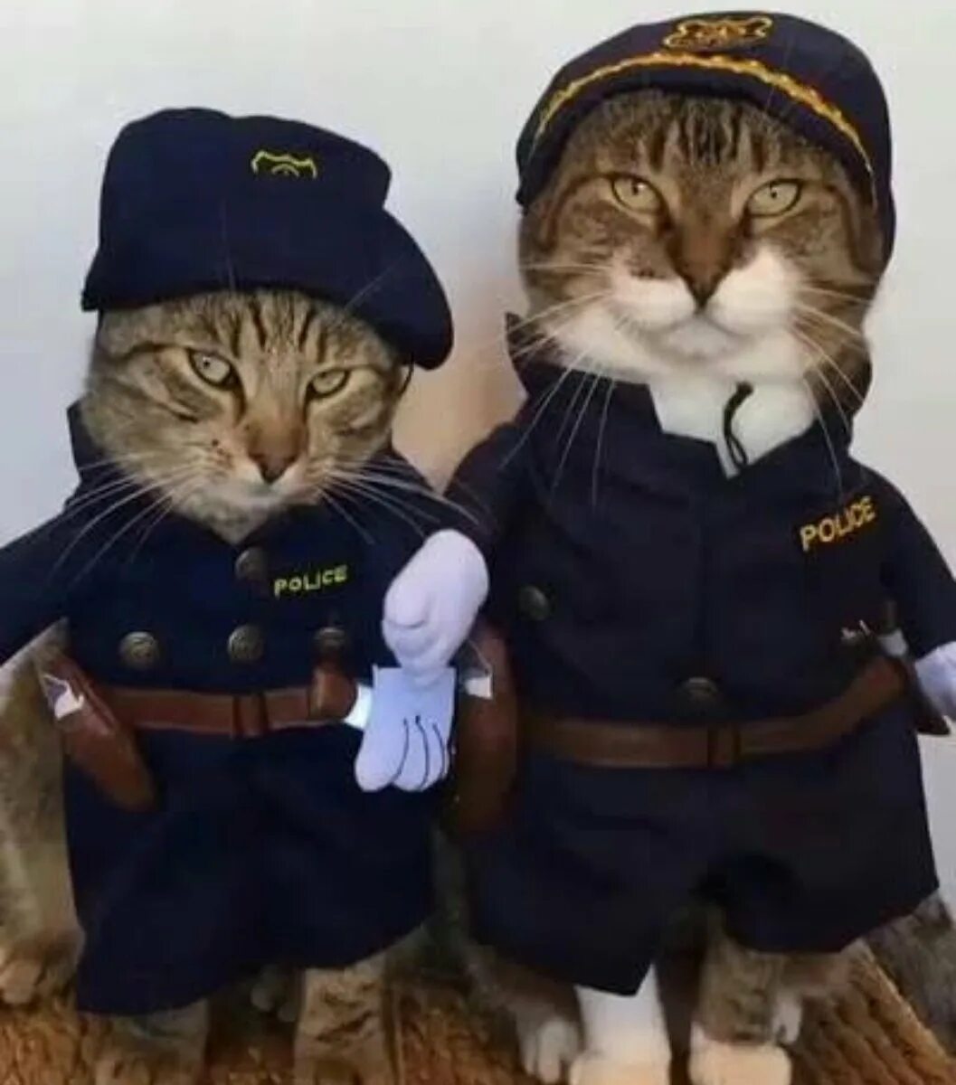 Кот полицейский. Кот в полицейской форме. ЕОТ В полицейской форме. Кот в форме полиции. Кот охранник
