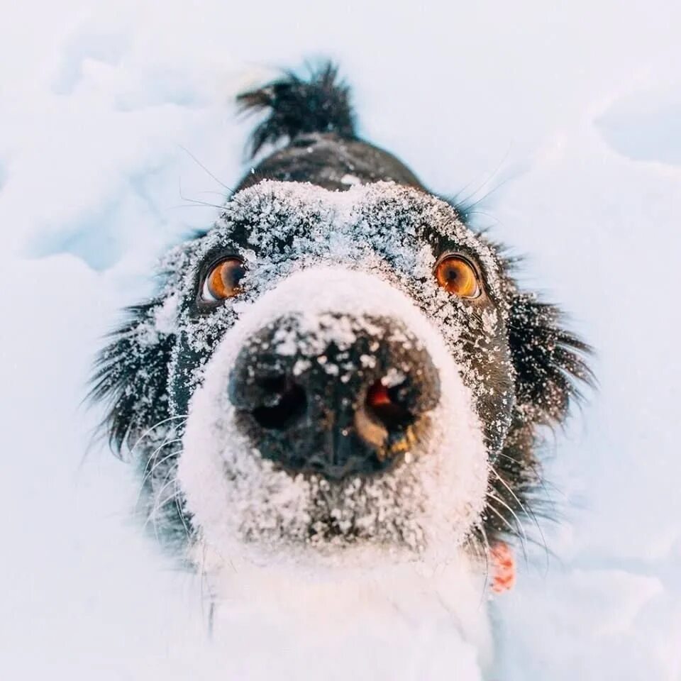 Зимнее утро весело. Животные в снегу. Собака зима. Мордой в снег. Собачка в снегу.