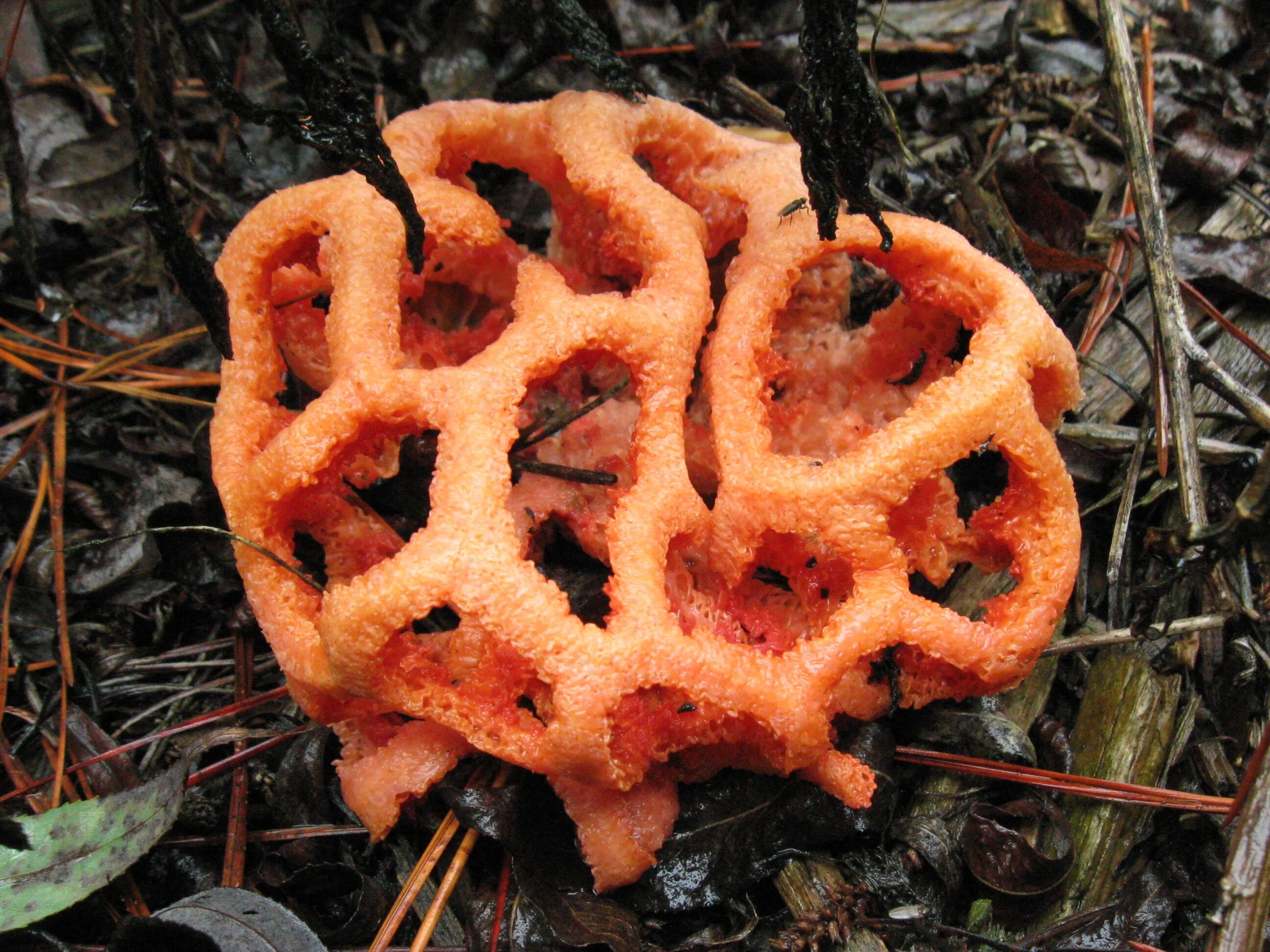 Включи редкие грибы. Решёточник красный гриб. Решеточник красный клатрус. Clathrus ruber гриб. Решёточник красный (Clathrus ruber).