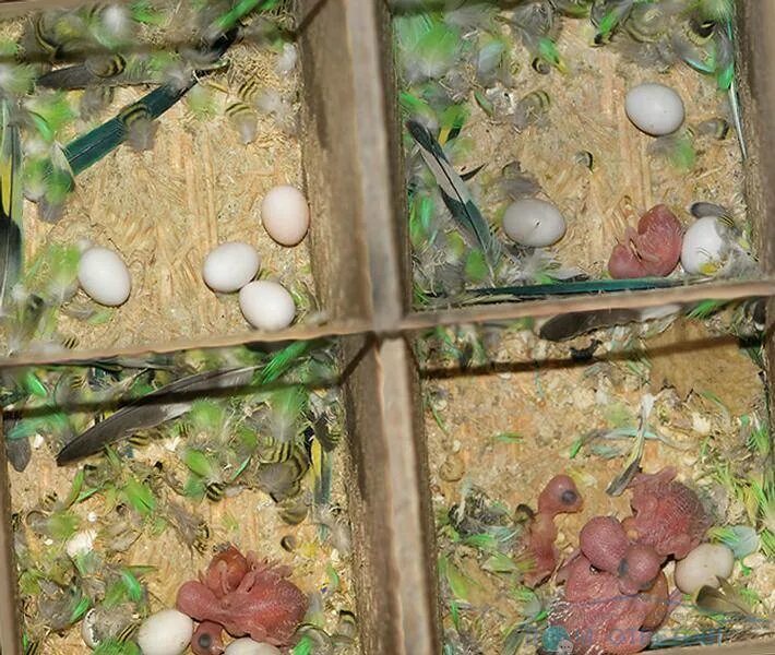 Можно давать яйца попугаям. Оплодотворенные яйца волнистых попугаев. Гнездование волнистых попугаев. Инкубируем яйца волнистых попугаев. Яйца попугаев неразлучников.
