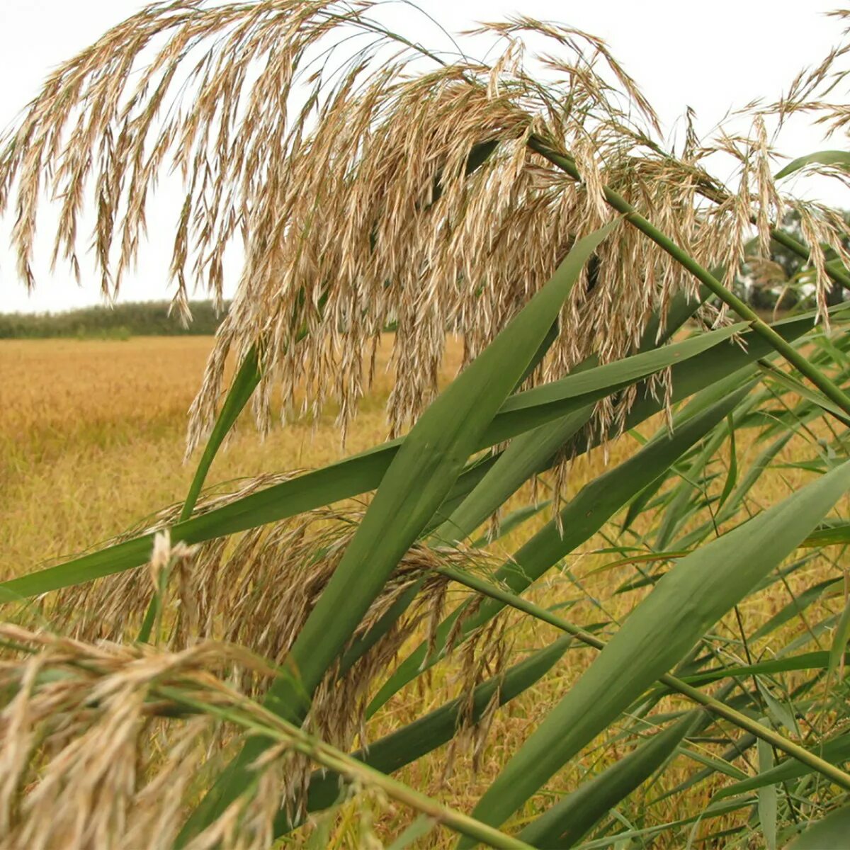 Сколько растет тростник. Тростник обыкновенный phragmites Australis. Тростник обыкновенный (phragmites communis. Тростник обыкновенный (Очерет). Phragmites Australis растение.